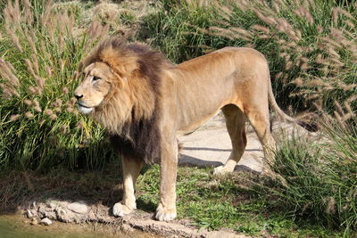 Full length of a cat