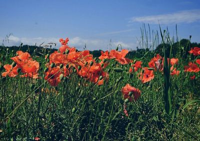Close-up of poppies blooming on field against sky