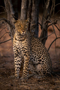 Leopard looking away