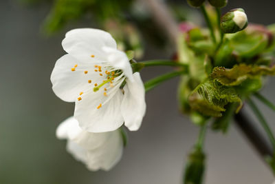 Close-up of white flowering plant