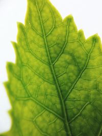 Close-up of fresh green leaf