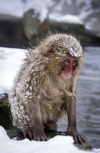 Monkey in a snow