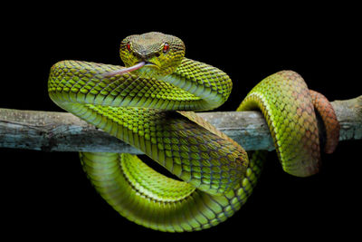 Close-up of snake on branch on black background