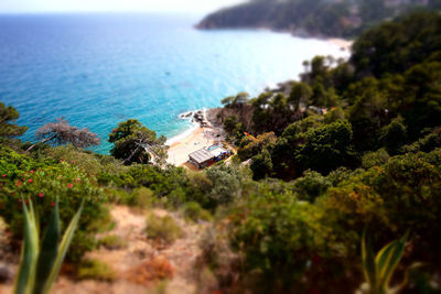 High angle view of plants by sea