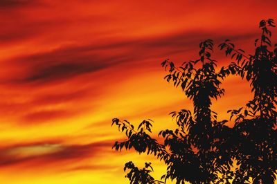 Silhouette tree against cloudy sky during sunset