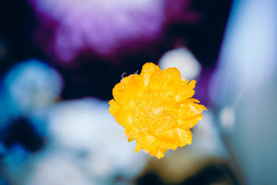 Close-up of yellow rose flower