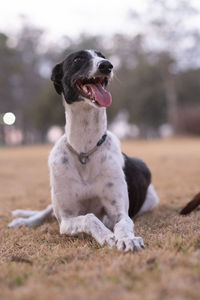 Portrait of happy greyhound dog
