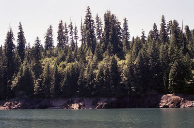 Calm sea with trees in background