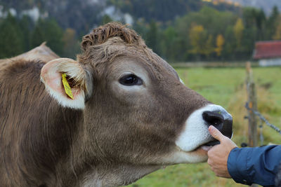 Cropped image of hand touching cow