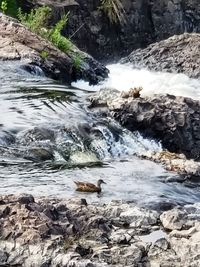 River flowing through rocks in forest