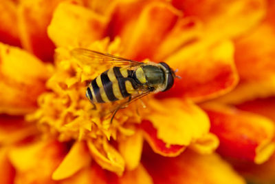 Close-up of insect on flower