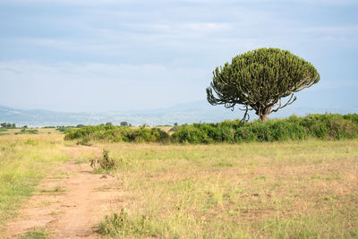 Panoramic landscape, national parks of uganda, africa