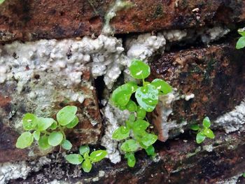 Close-up of plant growing on moss