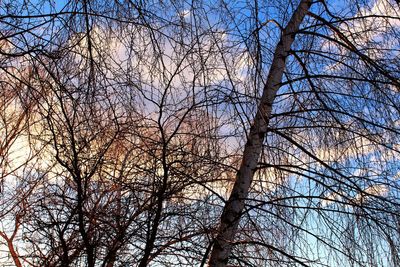 Low angle view of bare tree against sky