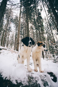 Dog on snow covered forest