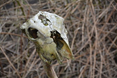 Close-up of abandoned skull on twig