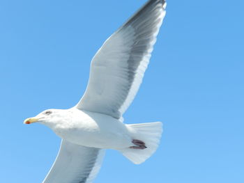 Low angle view of seagull flying against clear sky