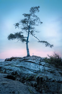Bare tree on rock against sky during winter