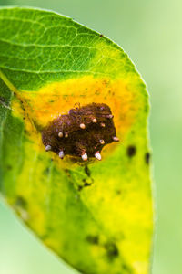 Close-up of green leaf on plant