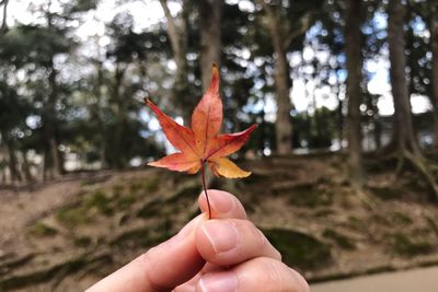 Person holding maple leaves