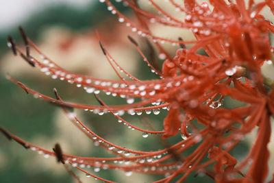Close-up of wet red spider lily on plant