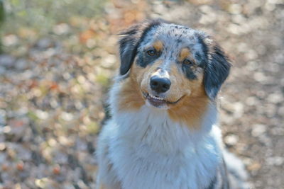 Close-up portrait of dog on field