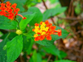 Close-up of marigold blooming outdoors