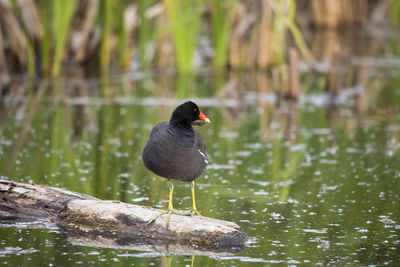 Frontal view of north american common gallinule standing on a rock emerging from a lake