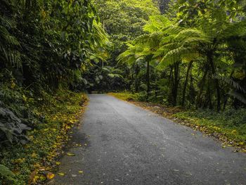 Photo of a road that passes through a beautiful and cool natural landscape of tropical forest.