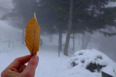 Close-up of hand holding leaf during winter