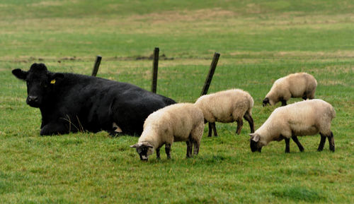 Sheep grazing in a field