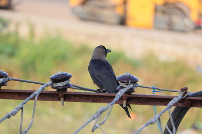 Bird perching on metal fence