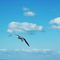 Low angle view of seagull flying in sky