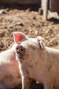 Close-up of pigs