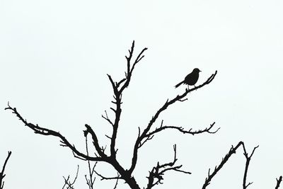 Low angle view of silhouette bird perching on bare tree against clear sky