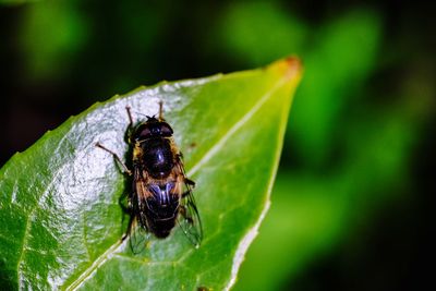 Close-up of fly on leaf