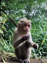 Monkey sitting on field