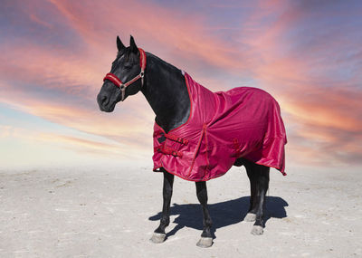 Rear view of man riding horse on road