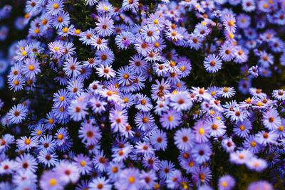 Close-up of flowering plants on field