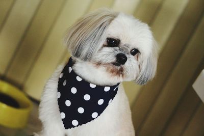 Close-up portrait of a dog