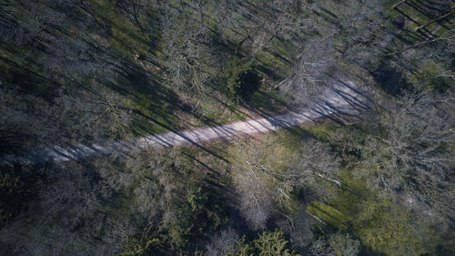 High angle view of trees in forest