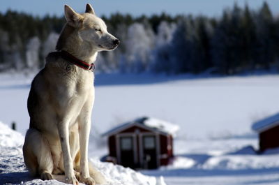 Full length of dog sitting on snow covered field