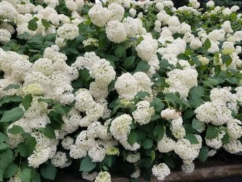 High angle view of white flowering plants