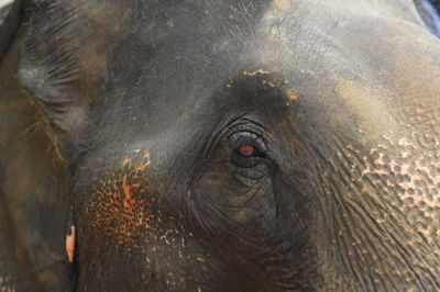 Close-up of elephant in zoo