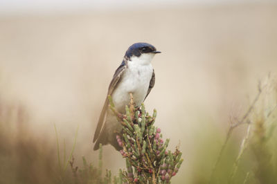 Close-up of bird perching on a flower