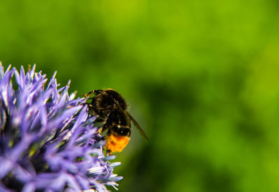 Close-up of bee pollinating on purple flower