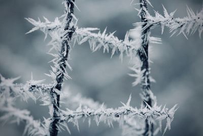 Close-up of frozen fence