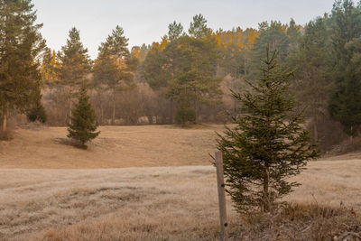 Trees on field