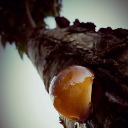 Close-up of food against clear sky