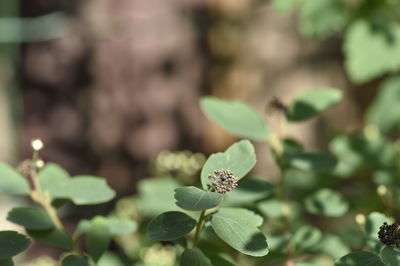 Close-up of flowering plant leaves